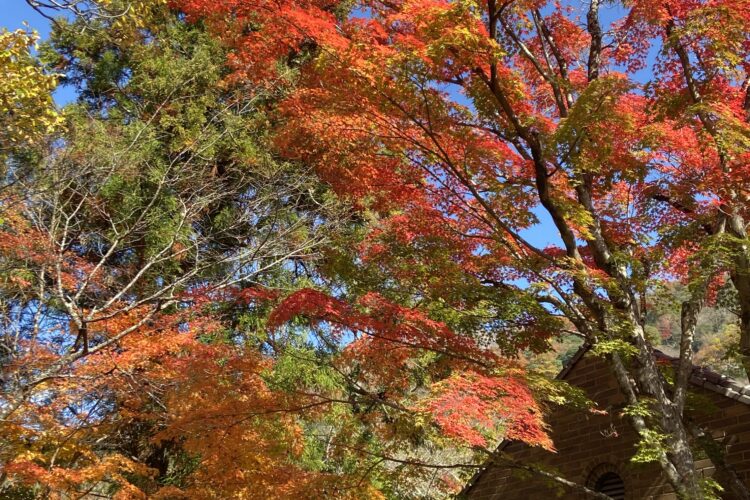 大分　湯布院　金鱗湖の紅葉　今が見頃です。