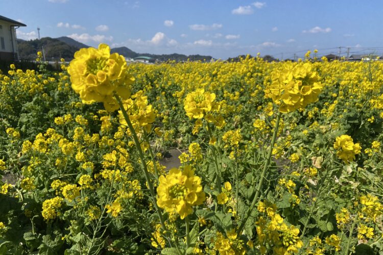 ふく福の里と菜の花最高ばい🌸