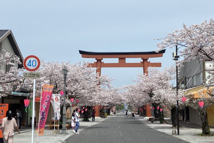 【祐徳稲荷】の桜