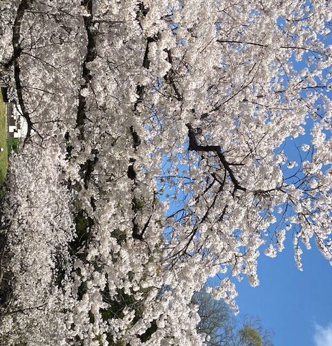 桜がきれいでした🌸